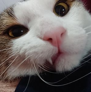 Meet your Posher, Brigitte